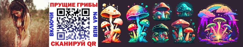 купить  сайты  Торопец  Галлюциногенные грибы Psilocybe 